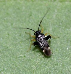 Microtechnites bractatus by (c) Even Dankowicz, some rights reserved (CC BY), uploaded by Even Dankowicz. Used under a CC-BY license.