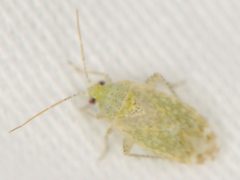 Oncotylus guttulatus by (c) Elliott Gordon, some rights reserved (CC BY), uploaded by Elliott Gordon. Used under a CC-BY license.