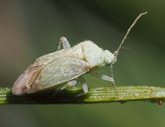 Oncotylus guttulatus by (c) Wendy McCrady, some rights reserved (CC BY), uploaded by Wendy McCrady. Used under a CC-BY license.
