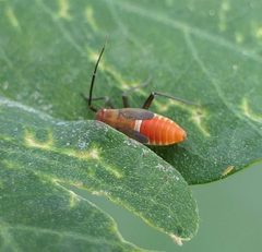 Lopidea by (c) christine123, some rights reserved (CC BY), uploaded by christine123. Used under a CC-BY license.
