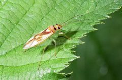 Orthotylus ute by (c) Marcel_Pepin, some rights reserved (CC BY), uploaded by Marcel_Pepin. Used under a CC-BY license.