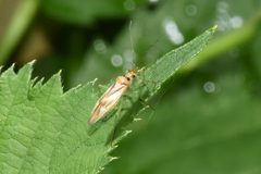 Orthotylus ute by (c) Marcel_Pepin, some rights reserved (CC BY), uploaded by Marcel_Pepin. Used under a CC-BY license.