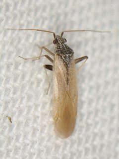 Parthenicus basicornis by (c) Elliott Gordon, some rights reserved (CC BY), uploaded by Elliott Gordon. Used under a CC-BY license.