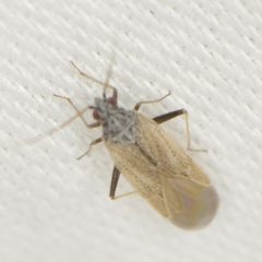 Parthenicus basicornis by (c) Elliott Gordon, some rights reserved (CC BY), uploaded by Elliott Gordon. Used under a CC-BY license.