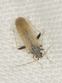 Parthenicus basicornis by (c) Elliott Gordon, some rights reserved (CC BY), uploaded by Elliott Gordon. Used under a CC-BY license.