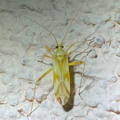 Phytocoris laevis by (c) Elliott Gordon, some rights reserved (CC BY), uploaded by Elliott Gordon. Used under a CC-BY license.