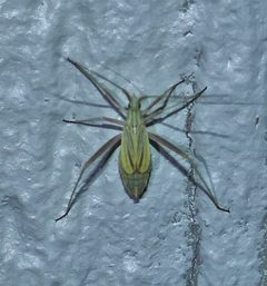 Phytocoris roseipennis by (c) Wendy McCrady, some rights reserved (CC BY), uploaded by Wendy McCrady. Used under a CC-BY license.
