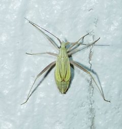 Phytocoris roseipennis by (c) Wendy McCrady, some rights reserved (CC BY), uploaded by Wendy McCrady. Used under a CC-BY license.