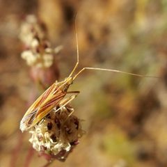 Phytocoris roseipennis by (c) Sue Carnahan, some rights reserved (CC BY), uploaded by Sue Carnahan. Used under a CC-BY license.