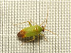 Phytocoris vanduzeei by (c) Katja Schulz, some rights reserved (CC BY). Used under a CC-BY license.