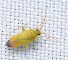 Phytocoris vanduzeei by (c) Luis Fernando Valdez Ojeda, some rights reserved (CC BY), uploaded by Luis Fernando Valdez Ojeda. Used under a CC-BY license.
