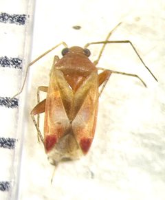 Plagiognathus viticola by no rights reserved, uploaded by Ingolf Askevold. Used under a CC0 license.