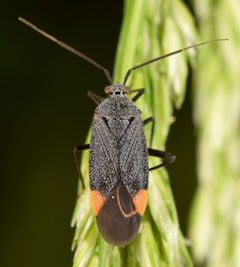 Polymerus venaticus by (c) skitterbug, some rights reserved (CC BY), uploaded by skitterbug. Used under a CC-BY license.