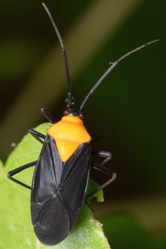 Prepops insitivus by (c) skitterbug, some rights reserved (CC BY), uploaded by skitterbug. Used under a CC-BY license.