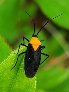 Prepops insitivus by (c) Will Kuhn, some rights reserved (CC BY), uploaded by Will Kuhn. Used under a CC-BY license.