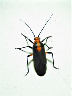 Prepops rubrovittatus by (c) Annika Lindqvist, some rights reserved (CC BY), uploaded by Annika Lindqvist. Used under a CC-BY license.