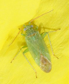Pseudopsallus anograe by (c) Lon Brehmer, some rights reserved (CC BY), uploaded by Lon Brehmer. Used under a CC-BY license.