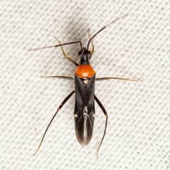 Pseudoxenetus regalis by (c) Justin Williams, some rights reserved (CC BY), uploaded by Justin Williams. Used under a CC-BY license.