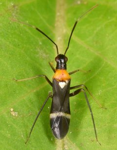Pseudoxenetus regalis by (c) skitterbug, some rights reserved (CC BY), uploaded by skitterbug. Used under a CC-BY license.