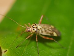 Rhabdomiris striatellus by (c) Alexis Tinker-Tsavalas, some rights reserved (CC BY), uploaded by Alexis Tinker-Tsavalas. Used under a CC-BY license.
