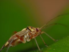 Rhabdomiris striatellus by (c) Alexis Tinker-Tsavalas, some rights reserved (CC BY), uploaded by Alexis Tinker-Tsavalas. Used under a CC-BY license.
