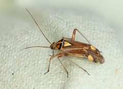 Rhabdomiris striatellus by (c) Jerry Lanfear, some rights reserved (CC BY), uploaded by Jerry Lanfear. Used under a CC-BY license.