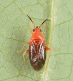 Rhinocapsus by (c) skitterbug, some rights reserved (CC BY), uploaded by skitterbug. Used under a CC-BY license.