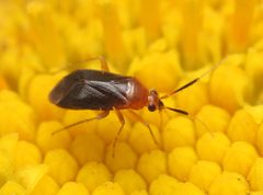 Rhinocapsus rubricans by (c) Zachary Dankowicz, some rights reserved (CC BY), uploaded by Zachary Dankowicz. Used under a CC-BY license.