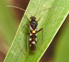 Sericophanes heidemanni by (c) skitterbug, some rights reserved (CC BY), uploaded by skitterbug. Used under a CC-BY license.