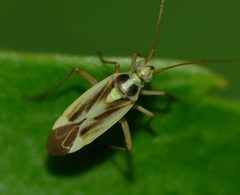 Stenotus binotatus by (c) Steve Kerr, some rights reserved (CC BY), uploaded by Steve Kerr. Used under a CC-BY license.