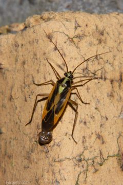 Stenotus binotatus by (c) Possums' End, some rights reserved (CC BY), uploaded by Possums' End. Used under a CC-BY license.
