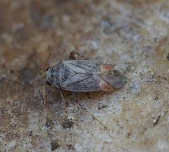 Sthenarus rotermundi by (c) carnifex, some rights reserved (CC BY), uploaded by carnifex. Used under a CC-BY license.