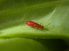 Tupiocoris rhododendri by (c) Jarro Nevsbaru, some rights reserved (CC BY), uploaded by Jarro Nevsbaru. Used under a CC-BY license.