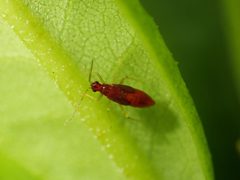 Tupiocoris rhododendri by (c) Jarro Nevsbaru, some rights reserved (CC BY), uploaded by Jarro Nevsbaru. Used under a CC-BY license.