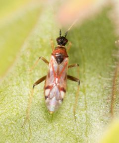Tupiocoris rufescens by no rights reserved, uploaded by Jesse Rorabaugh. Used under a CC0 license.
