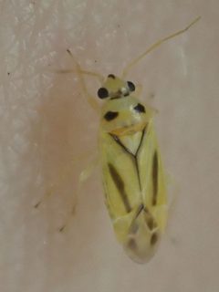 Vanduzeephylus falcatus by (c) Trevor Van Loon, some rights reserved (CC BY), uploaded by Trevor Van Loon. Used under a CC-BY license.