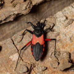 Microtomus purcis by (c) Justin Williams, some rights reserved (CC BY), uploaded by Justin Williams. Used under a CC-BY license.