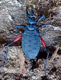 Microtomus purcis by (c) drnancyjackson, some rights reserved (CC BY). Used under a CC-BY license.