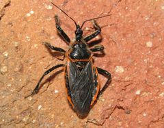 Apiomerus crassipes by (c) jfox16, some rights reserved (CC BY), uploaded by jfox16. Used under a CC-BY license.