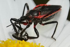 Apiomerus by (c) Louise Woodrich, some rights reserved (CC BY), uploaded by Louise Woodrich. Used under a CC-BY license.