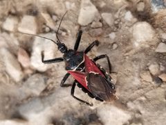 Apiomerus montanus by (c) Toby, some rights reserved (CC BY), uploaded by Toby. Used under a CC-BY license.
