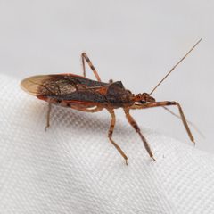 Castolus ferox by (c) Ken-ichi Ueda, some rights reserved (CC BY), uploaded by Ken-ichi Ueda. Used under a CC-BY license.