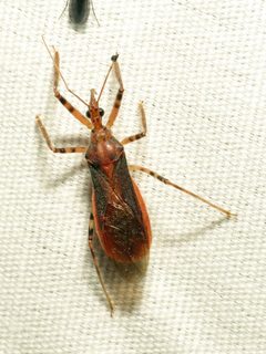 Castolus ferox by (c) Katja Schulz, some rights reserved (CC BY). Used under a CC-BY license.
