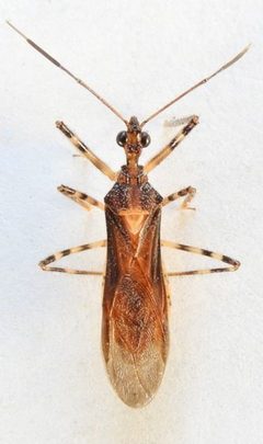 Castolus ferox by (c) jimeckert49, some rights reserved (CC BY). Used under a CC-BY license.