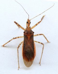 Castolus ferox by (c) jimeckert49, some rights reserved (CC BY). Used under a CC-BY license.