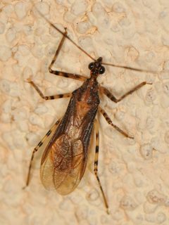 Castolus ferox by (c) Elliott Gordon, some rights reserved (CC BY), uploaded by Elliott Gordon. Used under a CC-BY license.