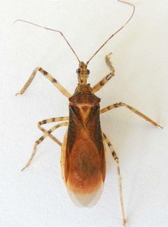 Castolus ferox by (c) jimeckert49, some rights reserved (CC BY). Used under a CC-BY license.