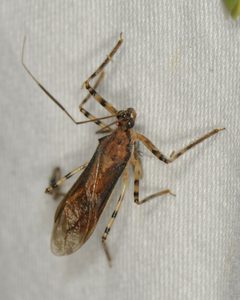 Castolus ferox by (c) Elliott Gordon, some rights reserved (CC BY), uploaded by Elliott Gordon. Used under a CC-BY license.