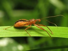 Fitchia aptera by (c) Katja Schulz, some rights reserved (CC BY). Used under a CC-BY license.