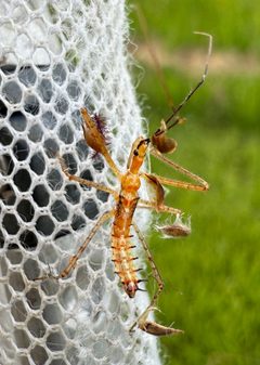 Zelus cervicalis by (c) Brandon Johnson, some rights reserved (CC BY), uploaded by Brandon Johnson. Used under a CC-BY license.